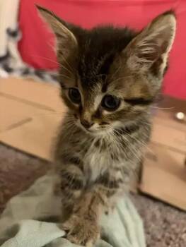 Maple -  Domestic Short Hair Cat for Adoption in Wyoming, Michigan - Maple | PetCurious