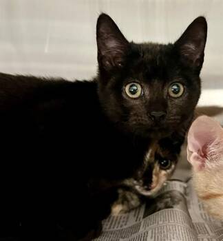 CALLIE -  Domestic Short Hair Cat for Adoption in Houston, Texas - CALLIE | PetCurious