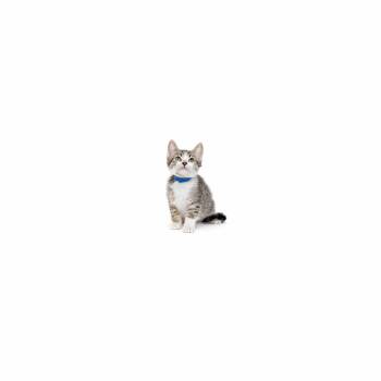 Cap -  Domestic Short Hair Cat for Adoption in Los Angeles, California - Cap | PetCurious