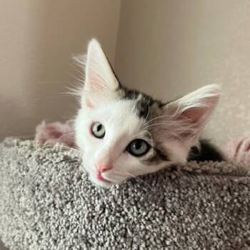 Chance -  Domestic Medium Hair Cat for Adoption in Las Vegas, Nevada - Chance | PetCurious