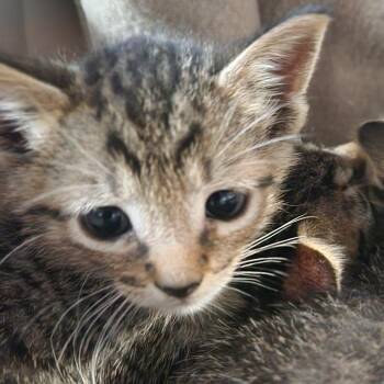 Zander K46468 -  Domestic Short Hair Cat for Adoption in Corsicana, Texas - Zander K46468 | PetCurious