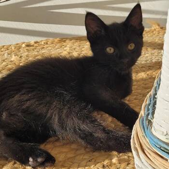 Sunday -  Domestic Short Hair Cat Available for Adoption in Traverse City, Michigan - Sunday | PetCurious