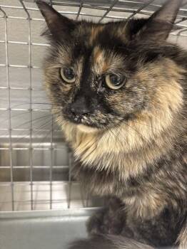 MILLIE -  Domestic Short Hair Cat for Adoption in Las Vegas, Nevada - MILLIE | PetCurious