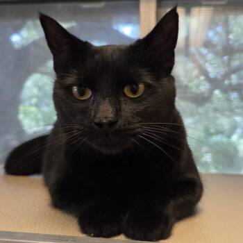 Mika -  Domestic Short Hair and Mixed Breed Cat for Adoption in Leander, Texas - Mika | PetCurious