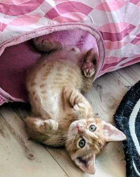 Domestic Short Hair Cats Available for Adoption in San Antonio, Texas - Collins | PetCurious