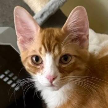 Chicken -  Domestic Short Hair Cat for Adoption in Crystal Lake, Illinois - Chicken | PetCurious