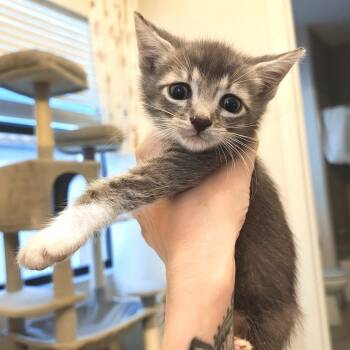 Wiggles -  Domestic Short Hair Cat for Adoption in Pompano Beach, Florida - Wiggles | PetCurious