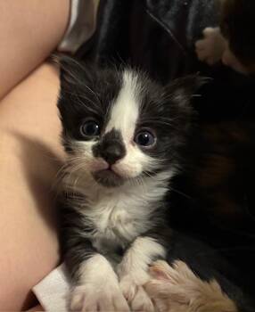 Rescue Domestic Short Hair Cats for Adoption in Great Falls, Montana - Buttercup | PetCurious