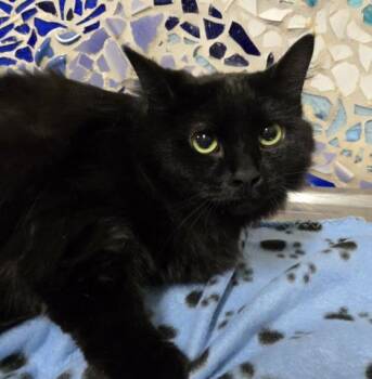 Domestic Short Hair Cats Available for Adoption in Pensacola, Florida - FRIDA | PetCurious