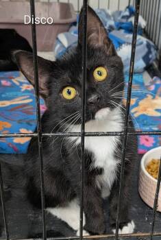 Disco -  Domestic Short Hair Cat for Adoption in Mears, Michigan - Disco | PetCurious