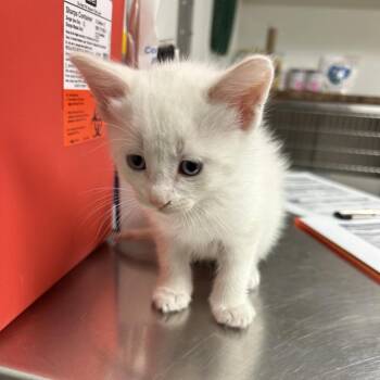Caramel -  Domestic Short Hair Cat for Adoption in Ottawa, Kansas - Caramel | PetCurious