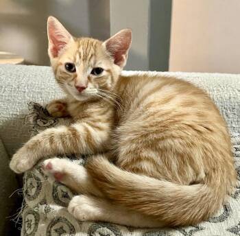 Mokie -  Tabby and Domestic Short Hair Cat for Adoption in Vaughan, Ontario - Mokie | PetCurious