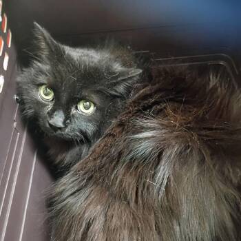 Domestic Long Hair Cats Available for Adoption in Lynchburg, Virginia - Niobe | PetCurious