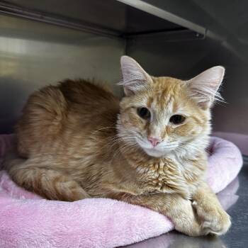 Domestic Medium Hair Cats Available for Adoption - Yoga | PetCurious