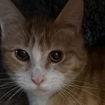 Wizzlebean -  Domestic Short Hair Cat for Adoption in Auburn, Nebraska - Wizzlebean | PetCurious