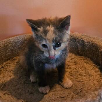 Lacey -  Domestic Short Hair Cat Available for Adoption in Mocksville, North Carolina - Lacey | PetCurious