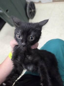 FRED -  Domestic Short Hair Cat for Adoption in Killeen, Texas - FRED | PetCurious