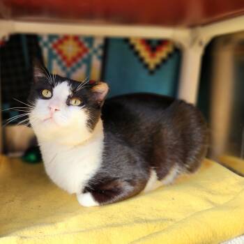 Rescue Domestic Short Hair Cats for Adoption in Walker, Michigan - Sidney | PetCurious