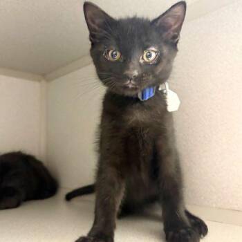 Domestic Short Hair Cats Available for Adoption in Aurora, Colorado - BEAU | PetCurious