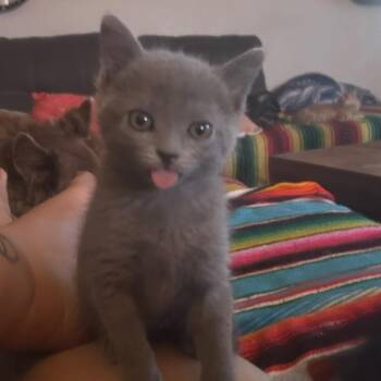 Patrona -  Domestic Short Hair Cat for Adoption in Tempe, Arizona - Patrona | PetCurious