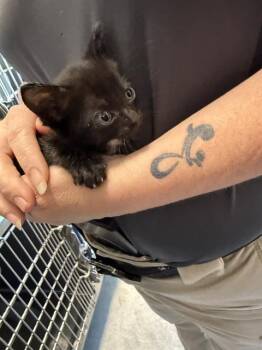 Rescue Domestic Short Hair Cats for Adoption in Brunswick, Georgia - CUATRO | PetCurious
