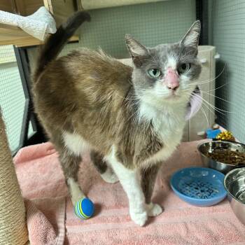 Domestic Short Hair Cats Available for Adoption in North Port, Florida - Mimi | PetCurious