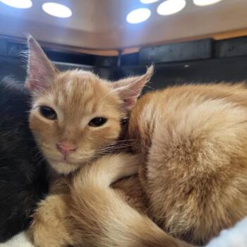 Rescue Domestic Short Hair Cats for Adoption in Windsor, Virginia - Wraith | PetCurious