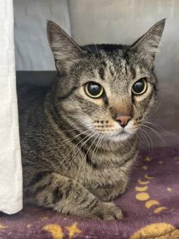 Jetson -  Domestic Short Hair Cat for Adoption in Austin, Texas - Jetson | PetCurious
