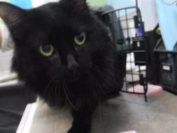 Rescue Domestic Long Hair and Domestic Short Hair Cats for Adoption in Omaha, Nebraska - NIGHT | PetCurious
