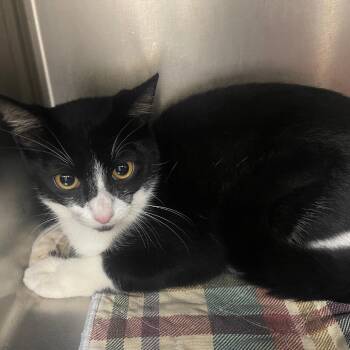 Jeeves -  Domestic Short Hair Cat for Adoption in Valley, Alabama - Jeeves | PetCurious