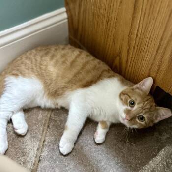 Cliff -  Domestic Short Hair Cat for Adoption in Stafford, Virginia - Cliff | PetCurious