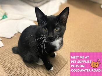 Domestic Short Hair Cats Available for Adoption in Fort Wayne, Indiana - TRUFFLE | PetCurious