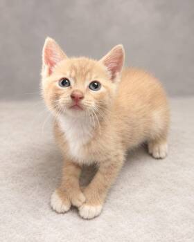 hemi -  Tabby Cat for Adoption in Miami, Florida - Hemi | PetCurious