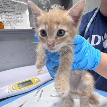 Misty -  Domestic Short Hair Cat for Adoption in Summerville, South Carolina - Misty | PetCurious