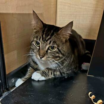 Bandit -  Domestic Short Hair Cat for Adoption in Gladstone, Oregon - Bandit | PetCurious