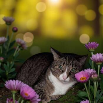 Rescue Tabby Cats for Adoption in Chuckey, Tennessee - Lucy NC | PetCurious