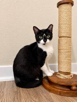 Cupcake Sweet Talking Cutie -  Tuxedo and Domestic Short Hair Cat for Adoption in Friendswood, Texas - Cupcake Sweet Talking Cutie | PetCurious