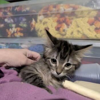 Cinderpelt -  Domestic Medium Hair Cat for Adoption in Greenwood, Missouri - Cinderpelt | PetCurious
