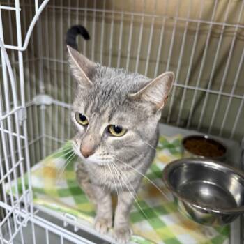 Domestic Short Hair Cats Available for Adoption in Boerne, Texas - It Girl | PetCurious