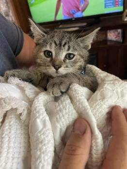 Rescue Domestic Short Hair Cats for Adoption in Grove City, Ohio - Ginny | PetCurious