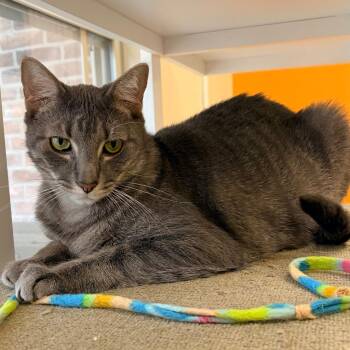 Domestic Short Hair Cats Available for Adoption in Magnolia, Texas - Ladybug | PetCurious