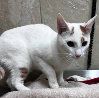 Rescue Domestic Medium Hair and Domestic Short Hair Cats for Adoption in Honolulu, Hawaii - 59759761 | PetCurious