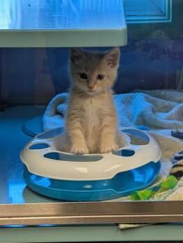 POPSICLE* -  Domestic Short Hair Cat for Adoption in Santa Cruz, California - POPSICLE* | PetCurious