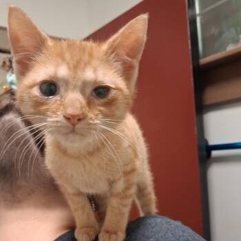 Peanut Butter -  Domestic Medium Hair Cat for Adoption in York, Pennsylvania - Peanut Butter | PetCurious