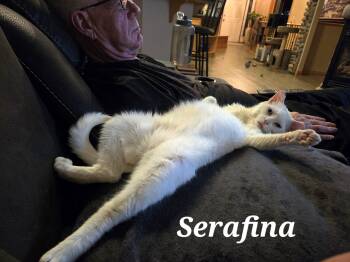 Serafina -  Domestic Short Hair Cat for Adoption in Calgary, Alberta - Serafina | PetCurious