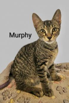 Tabby Cats Available for Adoption in Spring, Texas - Murphy - North Conroe Petsmart  | PetCurious