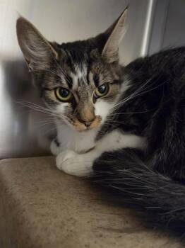 ATACAMA -  Domestic Medium Hair Cat for Adoption in Kent, Washington - ATACAMA | PetCurious