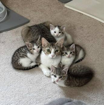 Rescue Domestic Short Hair Cats for Adoption in Atglen, Pennsylvania - Missy | PetCurious