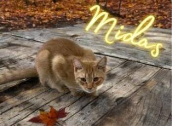Rescue Domestic Short Hair Cats for Adoption in Jim Thorpe, Pennsylvania - Midas | PetCurious