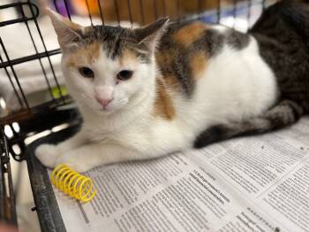 Rescue Domestic Short Hair Cats for Adoption in Camp Hill, Pennsylvania - Jasmine | PetCurious